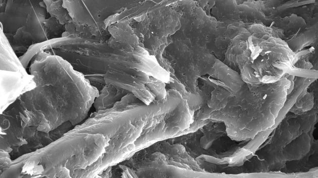 Mikroskopický snímek konopí. (zdroj: TAČR)