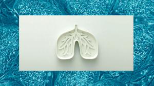 Scientists grow mini-lungs to aid the study of cystic fibrosis