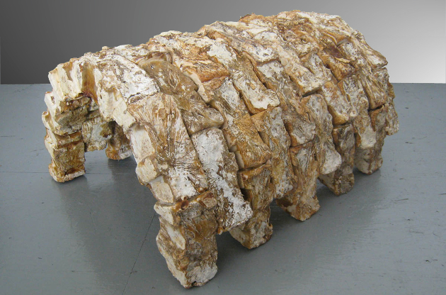 Přístřešek z cihel, spojených myceliem lesklokorky