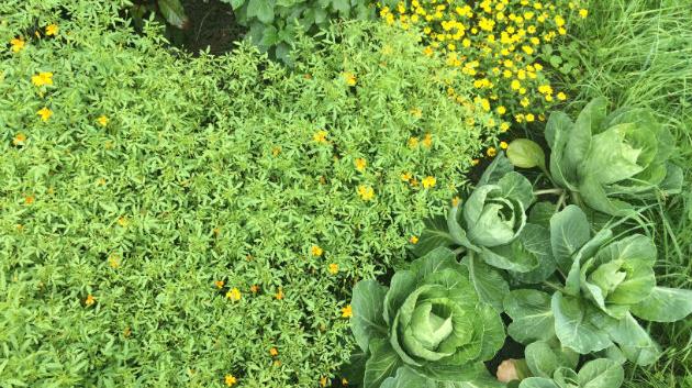 V zahradě, kterou navrhli umělci Fischli a Weiss, se ve skrytu potkává zelí s květinou