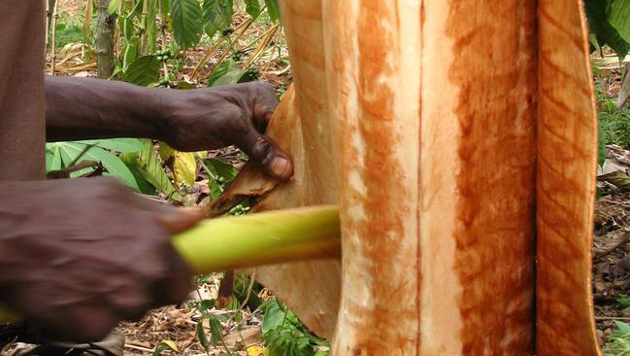 Bark cloth se sklízí ze živých stromů tradiční metodou
