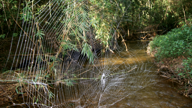  Křižák Caerostris darwini staví mimořádně pevné a rozsáhlé sítě 