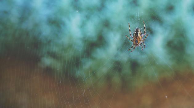The Conversation: Pavoučí sítě ukazují směr k léku na Alzheimerovu chorobu