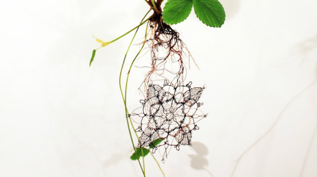 Konceptuální krajka z kořínků jahod ukazuje propojení syntetické biologie a textilního návrhářství.<br>(foto: Carole Collet©)