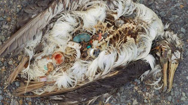 Realita našich dní, albatros na pobřeží Tichého oceánu (foto: Chris Jordan)