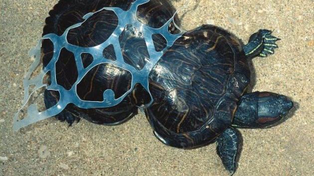 Skutečná želva z plastového oceánu 