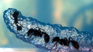 Mravenci v gelu a mořský ráj ve skle 
