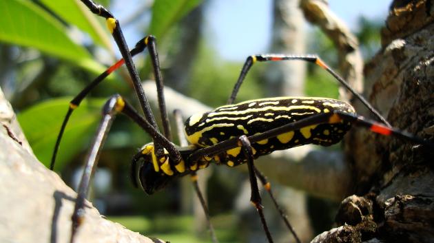 Pavouk rodu Nephila madagascariensi umožnil další pokus o textilii z pavoučího hedvábí.  Z vláken jeho samic byla nedávno utkána zlatavá tkanina. Jeho geny byly během experimentu přeneseny do dědičné informace koz.  (zdroj: Acred99, 2009, CC BY-SA 3.0)