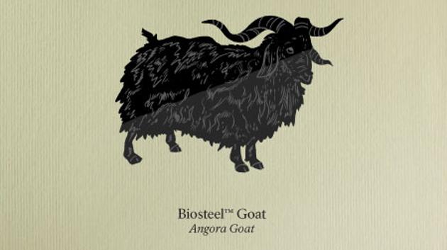 Plemeno angorských koz BiosteelTM se od běžných angorských koz, liší jediným, ovšem podstatným, detailem. Jejich mléko obsahuje protein pavoučího hedvábí, ze kterého lze toto extrémně pevné a jemné vlákno syntetizovat. (zdroj: postnatural.org)